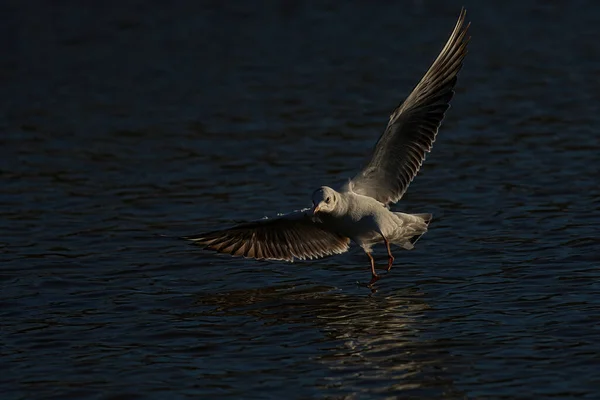 Meeuwen Die Het Water Vliegen — Stockfoto