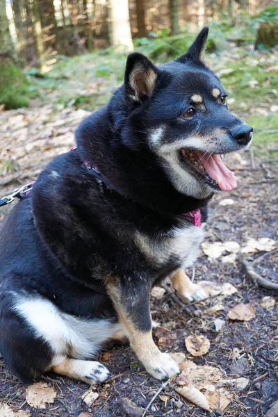 Hund Skogen — Stockfoto