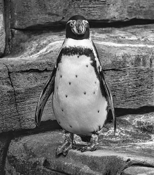 Uma Foto Preto Branco Pinguim — Fotografia de Stock