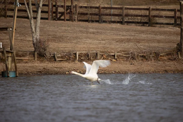 White Swan Lake — Stock Photo, Image