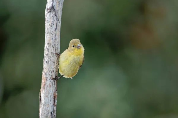 Красивий Знімок Птаха Природному Середовищі Проживання — стокове фото