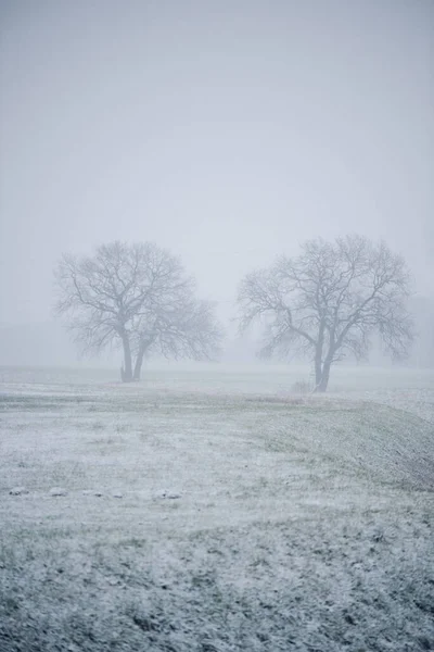 Bela Paisagem Inverno Com Árvores Neve — Fotografia de Stock