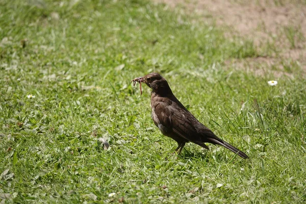 Schöne Aufnahme Eines Vogels Natürlichem Lebensraum — Stockfoto