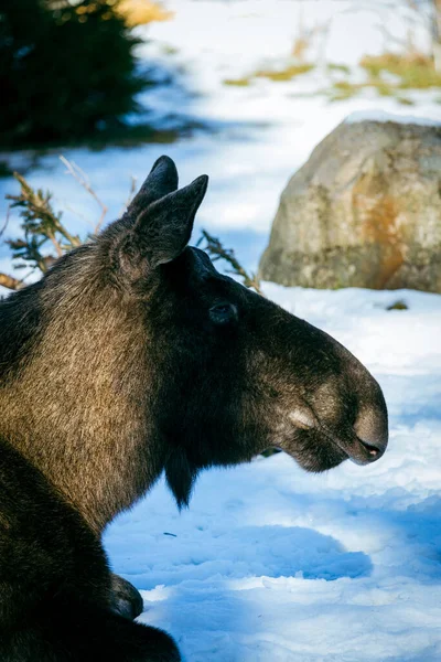 Closeup Shot Black Tailed Moose — Stock Photo, Image