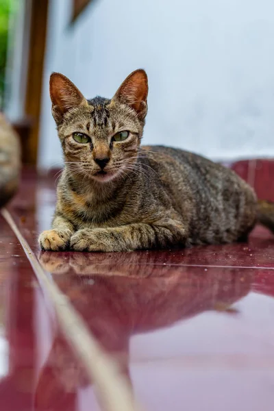 Cat Street — Stock Photo, Image