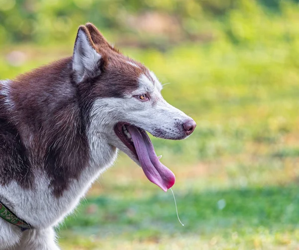 Ritratto Cane Carino — Foto Stock