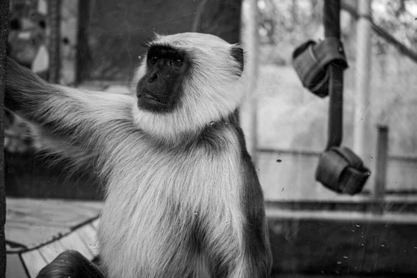 Nahaufnahme Eines Schwarz Weiß Fotos Eines Jungen Affen — Stockfoto