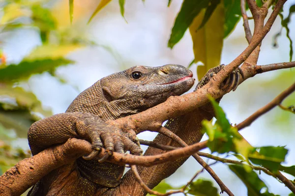 Ağaçtaki Iguana — Stok fotoğraf