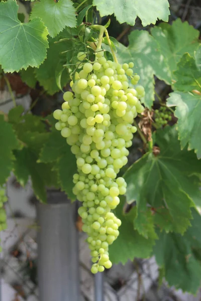 White Grapes Vineyard — Stock Photo, Image