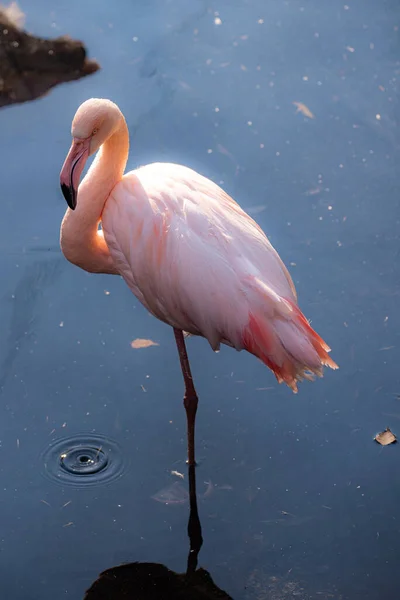 Pink Flamingo Phoenicopterus Ruber Pelecanus Onocrotalus Walvis Namibia — Stock Photo, Image