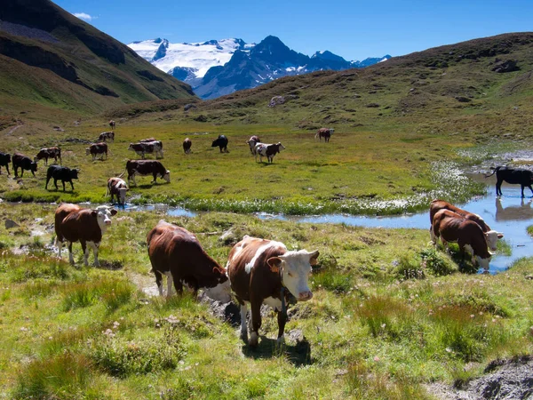 Vacas Nas Montanhas Natureza — Fotografia de Stock