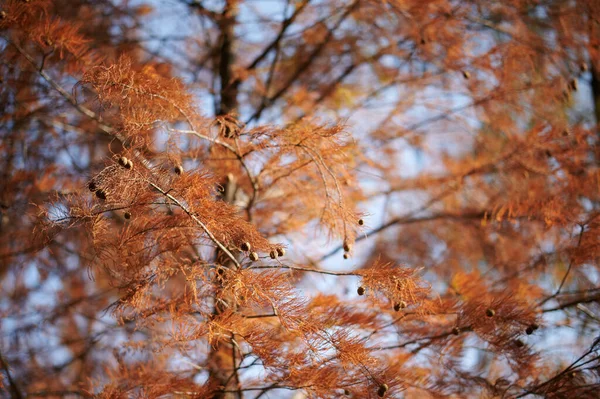 Foglie Autunnali Autunno Stagione Flora — Foto Stock