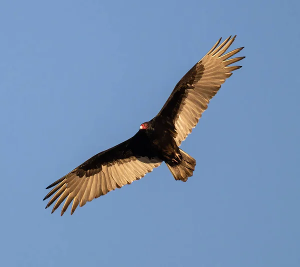 Hermoso Pájaro Volando Cielo — Foto de Stock
