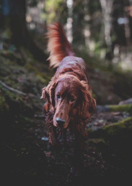 Cão Floresta Fundo Natureza — Fotografia de Stock