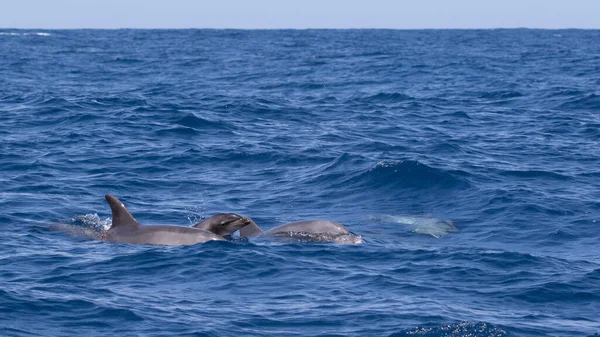 Hrbatá Velryba Moři — Stock fotografie