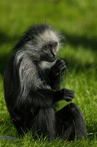Svart Tailed Gorilla Sitter Ett Grönt Gräs — Stockfoto