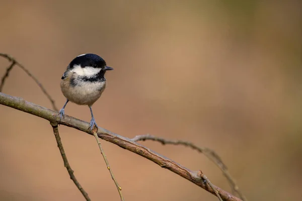 Belle Photo Oiseau Dans Habitat Naturel — Photo