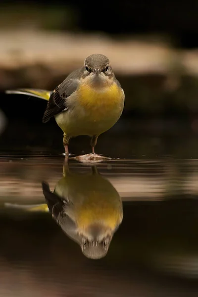 Nahaufnahme Eines Schönen Vogels Wald — Stockfoto