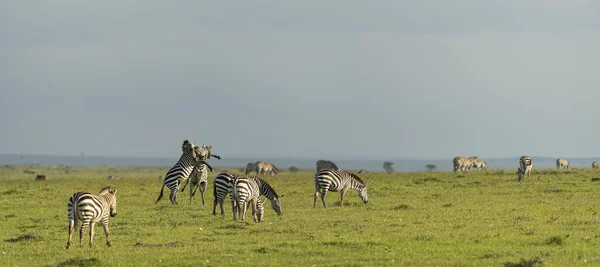Zebras Der Savanne Von Kenia — Stockfoto
