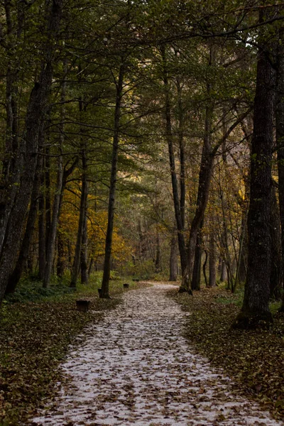 Ağaçlar Yapraklarla Dolu Sonbahar Ormanı — Stok fotoğraf