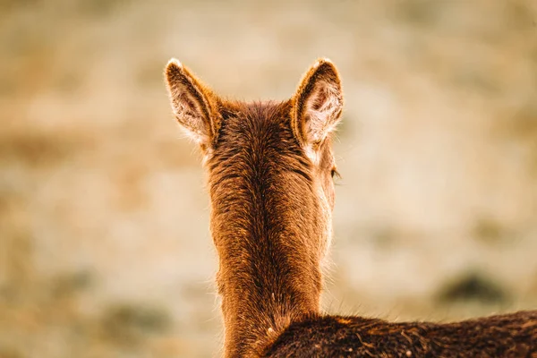 Close Uma Cabra Selvagem Nas Montanhas — Fotografia de Stock