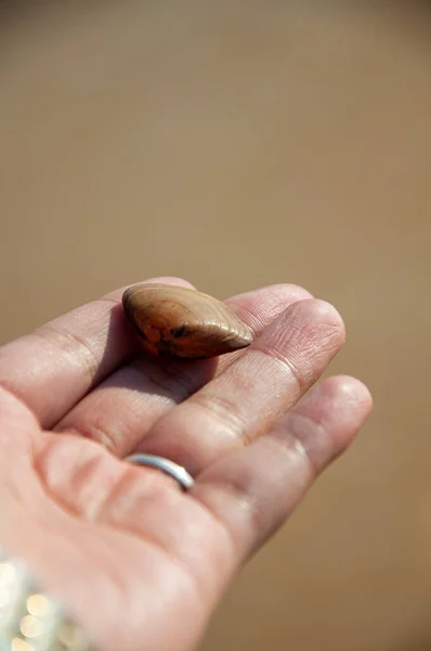 Close Hand Holding Seashell — стоковое фото