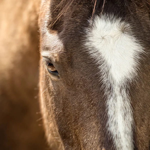 Zblízka Hnědého Koně — Stock fotografie