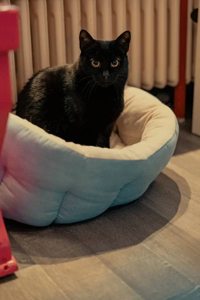 麻袋里的黑猫 — 图库照片