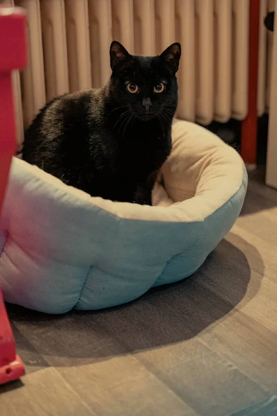 Svart Katt Säcken — Stockfoto