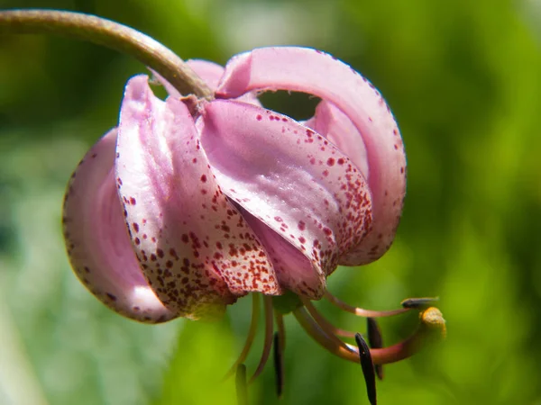 Różowy Lilia Kwiat Ogrodzie — Zdjęcie stockowe