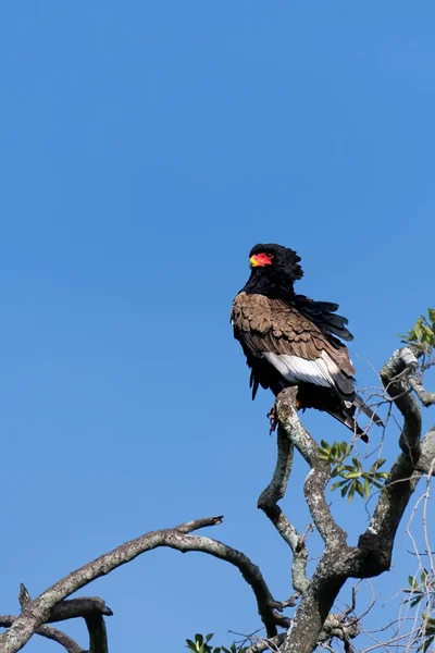Bel Colpo Uccello Habitat Naturale — Foto Stock