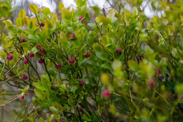 Ripe Red Berries Tree Garden — Stock Photo, Image