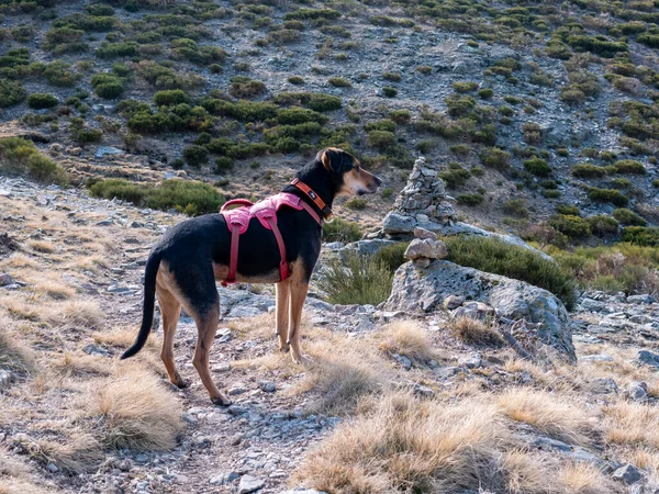 Hond Bergen — Stockfoto