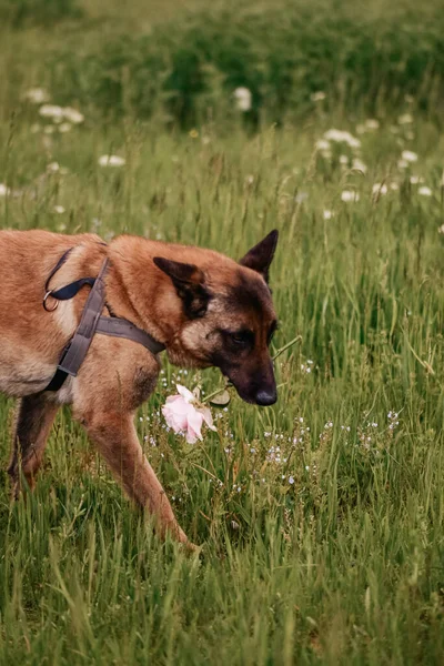 牧草地に犬がいて — ストック写真