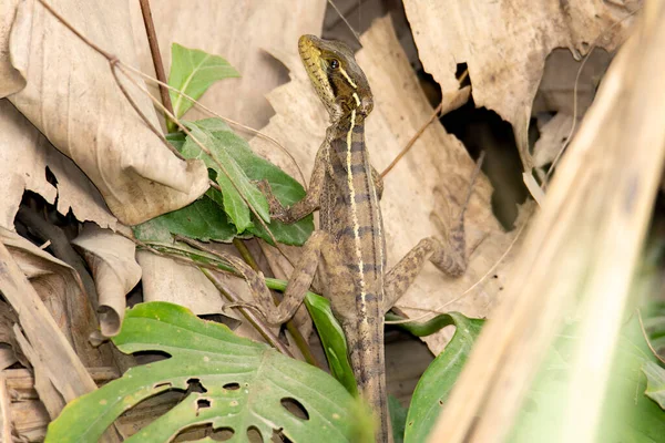 Close Van Een Insect Met Groen Blad Bladeren — Stockfoto