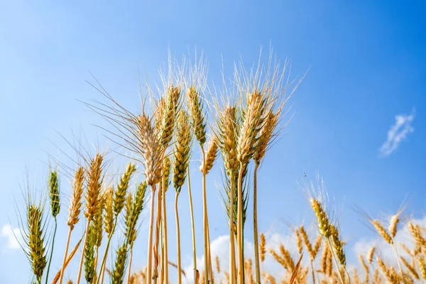 Vetefält Blå Himmel Och Vita Moln — Stockfoto