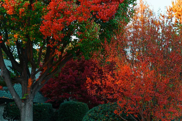 Schöne Herbstblätter Park — Stockfoto