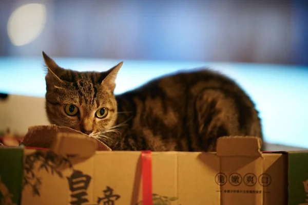 Кіт Кімнаті Коробкою — стокове фото