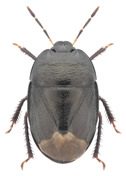 Close Bug — Stock Photo, Image