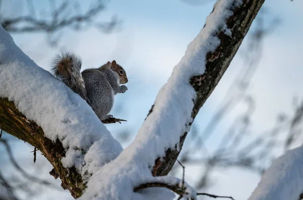 Red Squirrel Sits Snow Forest — Stock Photo, Image