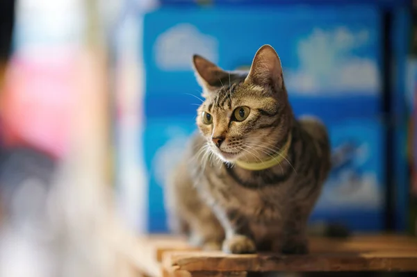 Cute Cat Close — Stock Photo, Image