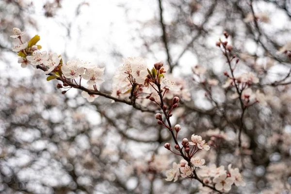 Bellissimi Fiori Primaverili Giardino — Foto Stock