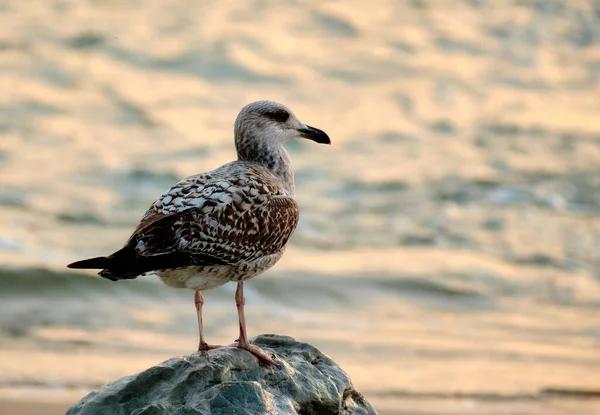 Mewa Plaży — Zdjęcie stockowe