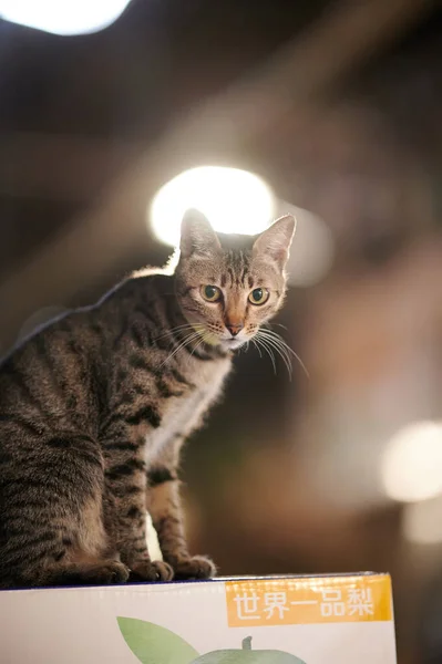 Кіт Сидить Дивані — стокове фото