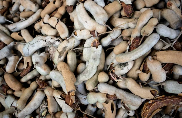 Close Pile Dried Mushrooms — Stock Photo, Image