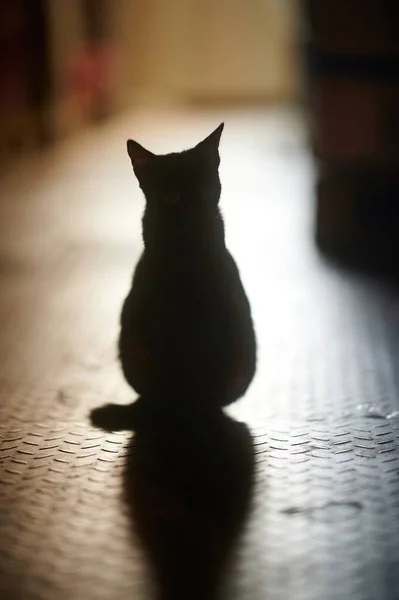 Zwarte Kat Straat — Stockfoto