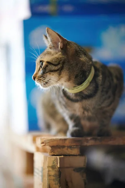 かわいい猫 Close — ストック写真
