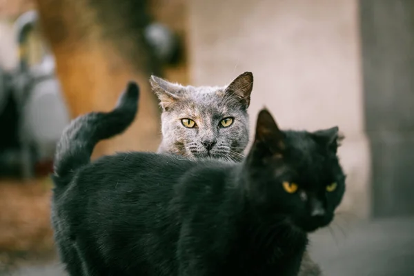 Gato Blanco Negro Con Ojos Grandes — Foto de Stock