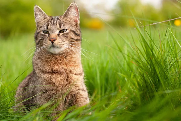 Katze Auf Dem Gras — Stockfoto