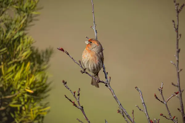 Oiseau Rouge Sur Une Branche — Photo